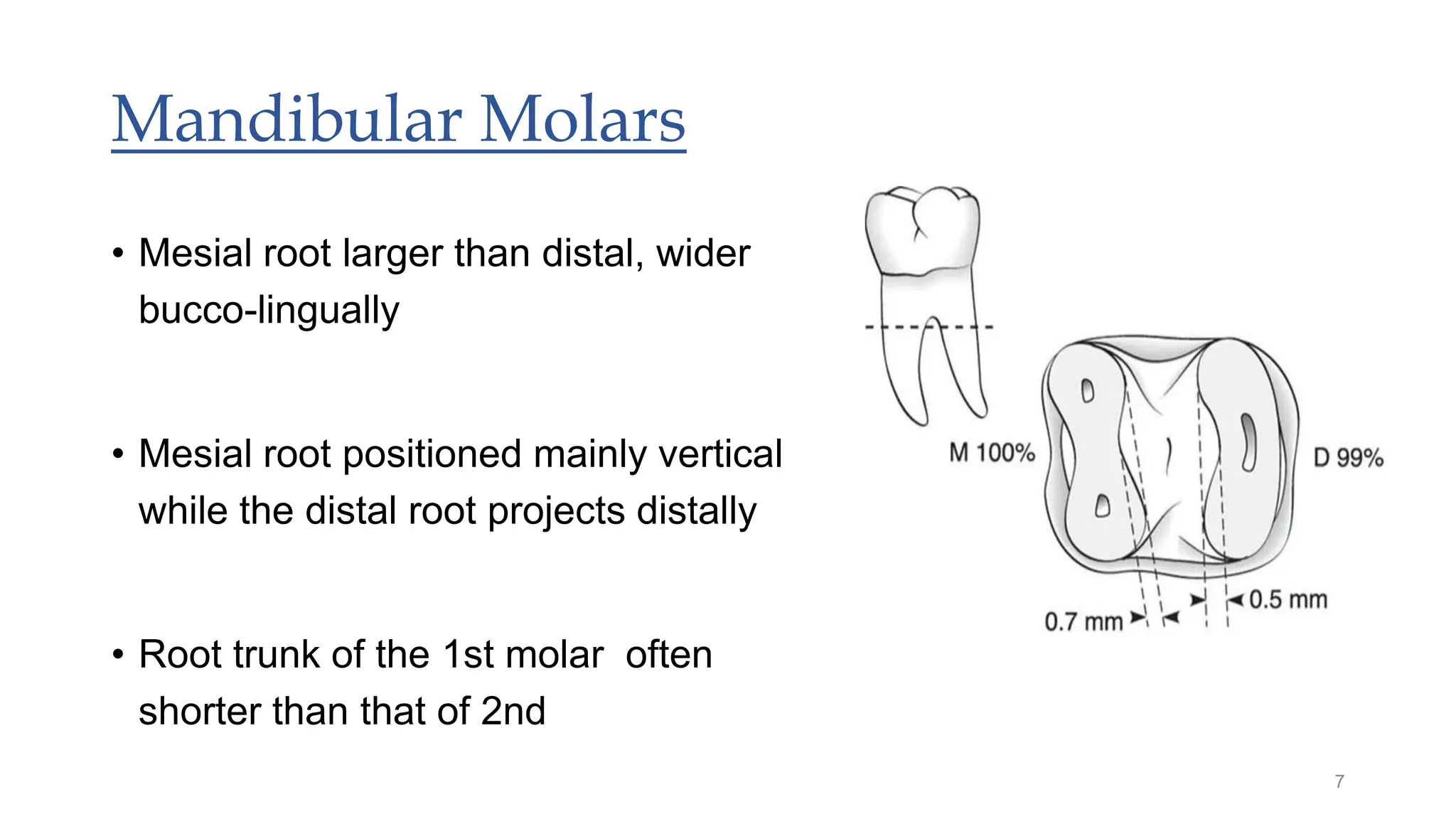 Mandibular Molars
• Mesial root larger than distal, wider
bucco-lingually
• Mesial root positioned mainly vertical
while the distal root projects distally
• Root trunk of the 1st molar often
shorter than that of 2nd
7
 
