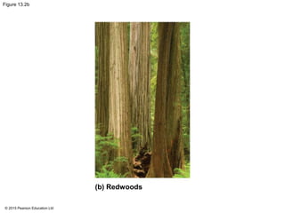 © 2015 Pearson Education Ltd
Figure 13.2b
(b) Redwoods
 