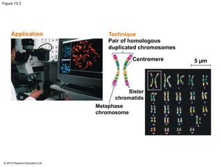 © 2015 Pearson Education Ltd
Figure 13.3
TechniqueApplication
Pair of homologous
duplicated chromosomes
Centromere
Metaphase
chromosome
Sister
chromatids
5 µm
 
