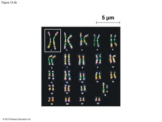 © 2015 Pearson Education Ltd
Figure 13.3b
5 µm
 