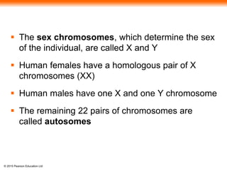 © 2015 Pearson Education Ltd
 The sex chromosomes, which determine the sex
of the individual, are called X and Y
 Human females have a homologous pair of X
chromosomes (XX)
 Human males have one X and one Y chromosome
 The remaining 22 pairs of chromosomes are
called autosomes
 