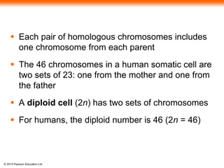 © 2015 Pearson Education Ltd
 Each pair of homologous chromosomes includes
one chromosome from each parent
 The 46 chromosomes in a human somatic cell are
two sets of 23: one from the mother and one from
the father
 A diploid cell (2n) has two sets of chromosomes
 For humans, the diploid number is 46 (2n = 46)
 
