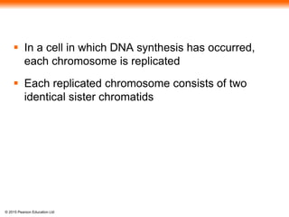 © 2015 Pearson Education Ltd
 In a cell in which DNA synthesis has occurred,
each chromosome is replicated
 Each replicated chromosome consists of two
identical sister chromatids
 