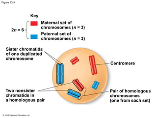 © 2015 Pearson Education Ltd
Figure 13.4
Key
Maternal set of
chromosomes (n = 3)
Paternal set of
chromosomes (n = 3)
2n = 6
Sister chromatids
of one duplicated
chromosome
Two nonsister
chromatids in
a homologous pair
Centromere
Pair of homologous
chromosomes
(one from each set)
 