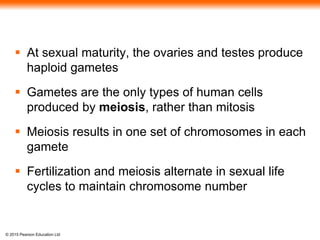 © 2015 Pearson Education Ltd
 At sexual maturity, the ovaries and testes produce
haploid gametes
 Gametes are the only types of human cells
produced by meiosis, rather than mitosis
 Meiosis results in one set of chromosomes in each
gamete
 Fertilization and meiosis alternate in sexual life
cycles to maintain chromosome number
 