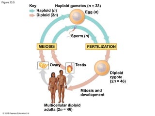 © 2015 Pearson Education Ltd
Figure 13.5
Key
Haploid (n)
Diploid (2n)
Haploid gametes (n = 23)
Egg (n)
Sperm (n)
MEIOSIS FERTILIZATION
Testis
Diploid
zygote
(2n = 46)
Ovary
Mitosis and
development
Multicellular diploid
adults (2n = 46)
 