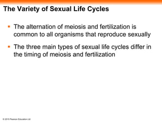 © 2015 Pearson Education Ltd
The Variety of Sexual Life Cycles
 The alternation of meiosis and fertilization is
common to all organisms that reproduce sexually
 The three main types of sexual life cycles differ in
the timing of meiosis and fertilization
 