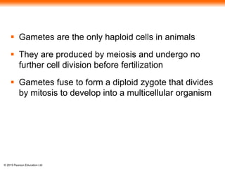 © 2015 Pearson Education Ltd
 Gametes are the only haploid cells in animals
 They are produced by meiosis and undergo no
further cell division before fertilization
 Gametes fuse to form a diploid zygote that divides
by mitosis to develop into a multicellular organism
 
