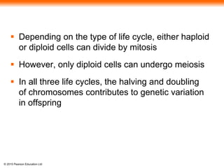 © 2015 Pearson Education Ltd
 Depending on the type of life cycle, either haploid
or diploid cells can divide by mitosis
 However, only diploid cells can undergo meiosis
 In all three life cycles, the halving and doubling
of chromosomes contributes to genetic variation
in offspring
 