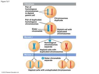 © 2015 Pearson Education Ltd
Figure 13.7
Interphase
Meiosis I
Meiosis II
Pair of
homologous
chromosomes
in diploid
parent cell
Pair of duplicated
homologous
chromosomes
Chromosomes
duplicate
Diploid cell with
duplicated
chromosomes
Sister
chromatids
Homologous
chromosomes
separate
Haploid cells with
duplicated chromosomes
Sister chromatids
separate
Haploid cells with unduplicated chromosomes
1
2
 