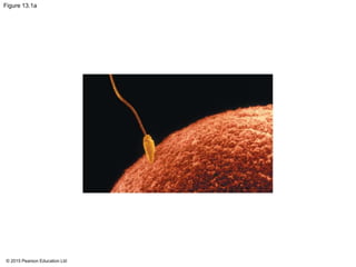 © 2015 Pearson Education Ltd
Figure 13.1a
 