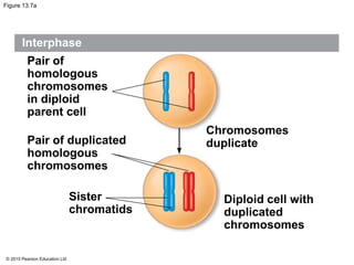 © 2015 Pearson Education Ltd
Figure 13.7a
Interphase
Pair of
homologous
chromosomes
in diploid
parent cell
Pair of duplicated
homologous
chromosomes
Chromosomes
duplicate
Diploid cell with
duplicated
chromosomes
Sister
chromatids
 
