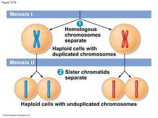 © 2015 Pearson Education Ltd
Figure 13.7b
Meiosis I
Meiosis II
Homologous
chromosomes
separate
Haploid cells with
duplicated chromosomes
Sister chromatids
separate
Haploid cells with unduplicated chromosomes
1
2
 