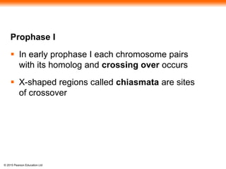 © 2015 Pearson Education Ltd
Prophase I
 In early prophase I each chromosome pairs
with its homolog and crossing over occurs
 X-shaped regions called chiasmata are sites
of crossover
 