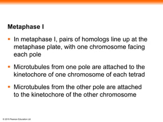 © 2015 Pearson Education Ltd
Metaphase I
 In metaphase I, pairs of homologs line up at the
metaphase plate, with one chromosome facing
each pole
 Microtubules from one pole are attached to the
kinetochore of one chromosome of each tetrad
 Microtubules from the other pole are attached
to the kinetochore of the other chromosome
 