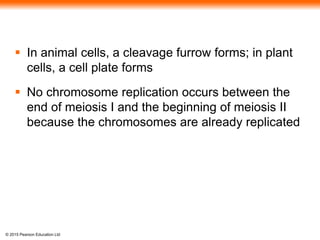 © 2015 Pearson Education Ltd
 In animal cells, a cleavage furrow forms; in plant
cells, a cell plate forms
 No chromosome replication occurs between the
end of meiosis I and the beginning of meiosis II
because the chromosomes are already replicated
 