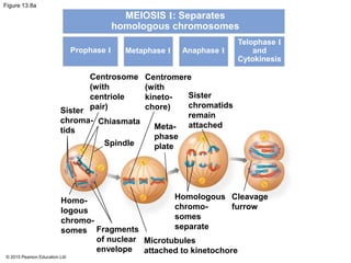 © 2015 Pearson Education Ltd
Figure 13.8a
MEIOSIS I: Separates
homologous chromosomes
Prophase I Metaphase I Anaphase I
Telophase I
and
Cytokinesis
Centrosome
(with
centriole
pair)Sister
chroma-
tids
Chiasmata
Spindle
Centromere
(with
kineto-
chore)
Sister
chromatids
remain
attachedMeta-
phase
plate
Homo-
logous
chromo-
somes Fragments
of nuclear
envelope
Microtubules
attached to kinetochore
Homologous
chromo-
somes
separate
Cleavage
furrow
 