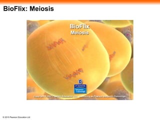 © 2015 Pearson Education Ltd
BioFlix: Meiosis
 