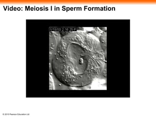 © 2015 Pearson Education Ltd
Video: Meiosis I in Sperm Formation
 