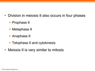© 2015 Pearson Education Ltd
 Division in meiosis II also occurs in four phases
 Prophase II
 Metaphase II
 Anaphase II
 Telophase II and cytokinesis
 Meiosis II is very similar to mitosis
 