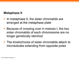 © 2015 Pearson Education Ltd
Metaphase II
 In metaphase II, the sister chromatids are
arranged at the metaphase plate
 Because of crossing over in meiosis I, the two
sister chromatids of each chromosome are no
longer genetically identical
 The kinetochores of sister chromatids attach to
microtubules extending from opposite poles
 