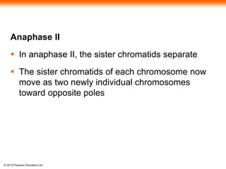 © 2015 Pearson Education Ltd
Anaphase II
 In anaphase II, the sister chromatids separate
 The sister chromatids of each chromosome now
move as two newly individual chromosomes
toward opposite poles
 