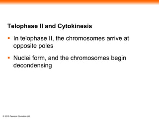 © 2015 Pearson Education Ltd
Telophase II and Cytokinesis
 In telophase II, the chromosomes arrive at
opposite poles
 Nuclei form, and the chromosomes begin
decondensing
 