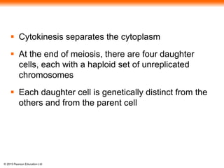 © 2015 Pearson Education Ltd
 Cytokinesis separates the cytoplasm
 At the end of meiosis, there are four daughter
cells, each with a haploid set of unreplicated
chromosomes
 Each daughter cell is genetically distinct from the
others and from the parent cell
 