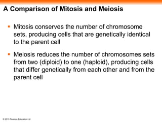 © 2015 Pearson Education Ltd
A Comparison of Mitosis and Meiosis
 Mitosis conserves the number of chromosome
sets, producing cells that are genetically identical
to the parent cell
 Meiosis reduces the number of chromosomes sets
from two (diploid) to one (haploid), producing cells
that differ genetically from each other and from the
parent cell
 