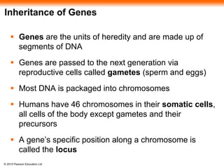 © 2015 Pearson Education Ltd
Inheritance of Genes
 Genes are the units of heredity and are made up of
segments of DNA
 Genes are passed to the next generation via
reproductive cells called gametes (sperm and eggs)
 Most DNA is packaged into chromosomes
 Humans have 46 chromosomes in their somatic cells,
all cells of the body except gametes and their
precursors
 A gene’s specific position along a chromosome is
called the locus
 