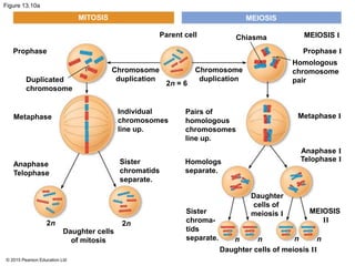 © 2015 Pearson Education Ltd
Figure 13.10a
MITOSIS MEIOSIS
Prophase
Duplicated
chromosome
Metaphase
Anaphase
Telophase
2n 2n
Daughter cells
of mitosis
Sister
chromatids
separate.
Individual
chromosomes
line up.
Chromosome
duplication
Chromosome
duplication
2n = 6
Parent cell Chiasma MEIOSIS I
Prophase I
Homologous
chromosome
pair
Metaphase I
Anaphase I
Telophase I
MEIOSIS
II
Pairs of
homologous
chromosomes
line up.
Homologs
separate.
Sister
chroma-
tids
separate.
Daughter cells of meiosis II
Daughter
cells of
meiosis I
n n n n
 