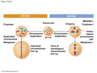 © 2015 Pearson Education Ltd
Figure 13.10aa
MITOSIS MEIOSIS
MEIOSIS I
Prophase I
Metaphase I
Homo-
logous
chromosome
pair
ChiasmaParent cell
Prophase
Duplicated
chromosome
Metaphase
Chromosome
duplication
Chromosome
duplication
Individual
chromosomes
line up.
Pairs of
homologous
chromosomes
line up.
2n = 6
 