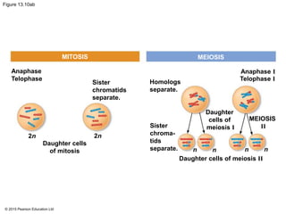 © 2015 Pearson Education Ltd
Figure 13.10ab
MITOSIS MEIOSIS
Anaphase IAnaphase
Telophase
2n 2n
n n n n
Daughter cells
of mitosis
Sister
chromatids
separate.
Homologs
separate.
Sister
chroma-
tids
separate.
Daughter cells of meiosis II
Daughter
cells of
meiosis I
MEIOSIS
II
Telophase I
 