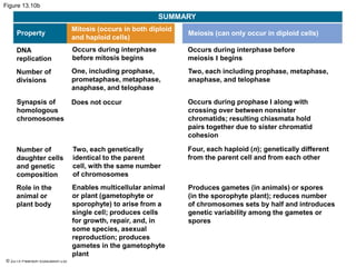 © 2015 Pearson Education Ltd
Figure 13.10b
SUMMARY
Property
Mitosis (occurs in both diploid
and haploid cells)
Meiosis (can only occur in diploid cells)
DNA
replication
Number of
divisions
Synapsis of
homologous
chromosomes
Number of
daughter cells
and genetic
composition
Role in the
animal or
plant body
Occurs during interphase
before mitosis begins
One, including prophase,
prometaphase, metaphase,
anaphase, and telophase
Does not occur
Two, each genetically
identical to the parent
cell, with the same number
of chromosomes
Enables multicellular animal
or plant (gametophyte or
sporophyte) to arise from a
single cell; produces cells
for growth, repair, and, in
some species, asexual
reproduction; produces
gametes in the gametophyte
plant
Occurs during interphase before
meiosis I begins
Two, each including prophase, metaphase,
anaphase, and telophase
Occurs during prophase I along with
crossing over between nonsister
chromatids; resulting chiasmata hold
pairs together due to sister chromatid
cohesion
Four, each haploid (n); genetically different
from the parent cell and from each other
Produces gametes (in animals) or spores
(in the sporophyte plant); reduces number
of chromosomes sets by half and introduces
genetic variability among the gametes or
spores
 