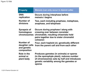 © 2015 Pearson Education Ltd
Figure 13.10bb
Property
DNA
replication
Number of
divisions
Synapsis of
homologous
chromosomes
Number of
daughter cells
and genetic
composition
Role in the
animal or
plant body
Meiosis (can only occur in diploid cells)
Occurs during interphase before
meiosis I begins
Two, each including prophase, metaphase,
anaphase, and telophase
Occurs during prophase I along with
crossing over between nonsister
chromatids; resulting chiasmata hold
pairs together due to sister chromatid
cohesion
Four, each haploid (n); genetically different
from the parent cell and from each other
Produces gametes (in animals) or spores
(in the sporophyte plant); reduces number
of chromosomes sets by half and introduces
genetic variability among the gametes or
spores
 