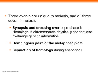© 2015 Pearson Education Ltd
 Three events are unique to meiosis, and all three
occur in meiosis l
 Synapsis and crossing over in prophase I:
Homologous chromosomes physically connect and
exchange genetic information
 Homologous pairs at the metaphase plate
 Separation of homologs during anaphase I
 