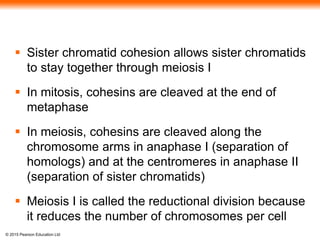 © 2015 Pearson Education Ltd
 Sister chromatid cohesion allows sister chromatids
to stay together through meiosis I
 In mitosis, cohesins are cleaved at the end of
metaphase
 In meiosis, cohesins are cleaved along the
chromosome arms in anaphase I (separation of
homologs) and at the centromeres in anaphase II
(separation of sister chromatids)
 Meiosis I is called the reductional division because
it reduces the number of chromosomes per cell
 