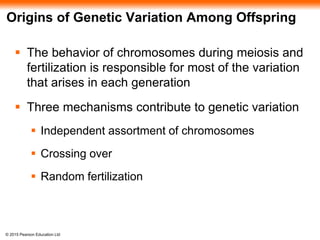 © 2015 Pearson Education Ltd
Origins of Genetic Variation Among Offspring
 The behavior of chromosomes during meiosis and
fertilization is responsible for most of the variation
that arises in each generation
 Three mechanisms contribute to genetic variation
 Independent assortment of chromosomes
 Crossing over
 Random fertilization
 