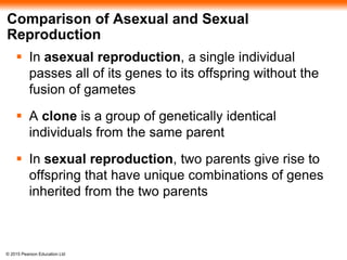 © 2015 Pearson Education Ltd
Comparison of Asexual and Sexual
Reproduction
 In asexual reproduction, a single individual
passes all of its genes to its offspring without the
fusion of gametes
 A clone is a group of genetically identical
individuals from the same parent
 In sexual reproduction, two parents give rise to
offspring that have unique combinations of genes
inherited from the two parents
 