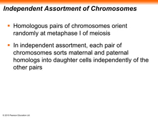 © 2015 Pearson Education Ltd
Independent Assortment of Chromosomes
 Homologous pairs of chromosomes orient
randomly at metaphase I of meiosis
 In independent assortment, each pair of
chromosomes sorts maternal and paternal
homologs into daughter cells independently of the
other pairs
 