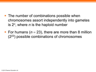 © 2015 Pearson Education Ltd
 The number of combinations possible when
chromosomes assort independently into gametes
is 2n, where n is the haploid number
 For humans (n = 23), there are more than 8 million
(223) possible combinations of chromosomes
 
