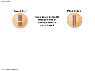 © 2015 Pearson Education Ltd
Figure 13.11-1
Possibility 1 Possibility 2
Two equally probable
arrangements of
chromosomes at
metaphase I
 
