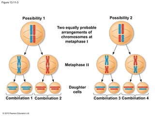© 2015 Pearson Education Ltd
Figure 13.11-3
Possibility 1 Possibility 2
Two equally probable
arrangements of
chromosomes at
metaphase I
Metaphase II
Daughter
cells
Combination 1 Combination 2 Combination 3 Combination 4
 
