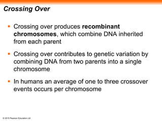 © 2015 Pearson Education Ltd
Crossing Over
 Crossing over produces recombinant
chromosomes, which combine DNA inherited
from each parent
 Crossing over contributes to genetic variation by
combining DNA from two parents into a single
chromosome
 In humans an average of one to three crossover
events occurs per chromosome
 