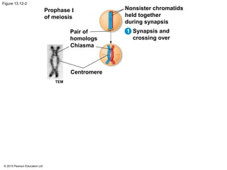 © 2015 Pearson Education Ltd
Figure 13.12-2
Prophase I
of meiosis
Pair of
homologs
Chiasma
Centromere
TEM
Nonsister chromatids
held together
during synapsis
Synapsis and
crossing over
1
 