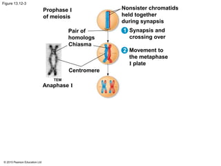 © 2015 Pearson Education Ltd
Figure 13.12-3
Prophase I
of meiosis
Pair of
homologs
Chiasma
Centromere
TEM
Anaphase I
Nonsister chromatids
held together
during synapsis
Synapsis and
crossing over
Movement to
the metaphase
I plate
1
2
 