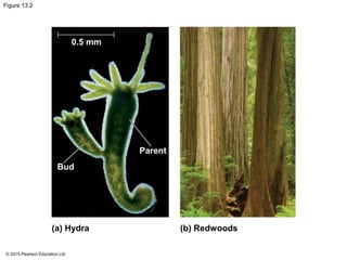 © 2015 Pearson Education Ltd
Figure 13.2
0.5 mm
Bud
Parent
(a) (b)Hydra Redwoods
 