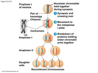 © 2015 Pearson Education Ltd
Figure 13.12-5
Prophase I
of meiosis
Pair of
homologs
Chiasma
Centromere
TEM
Anaphase I
Anaphase II
Daughter
cells
Nonsister chromatids
held together
during synapsis
Synapsis and
crossing over
Movement to
the metaphase
I plate
Breakdown of
proteins holding
sister chromatid
arms together
Recombinant chromosomes
1
2
3
 