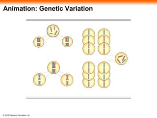 © 2015 Pearson Education Ltd
Animation: Genetic Variation
 