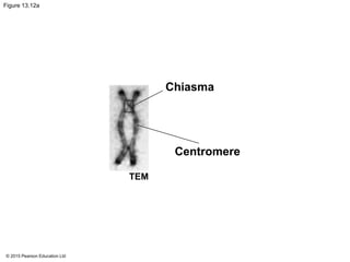 © 2015 Pearson Education Ltd
Figure 13.12a
Chiasma
Centromere
TEM
 